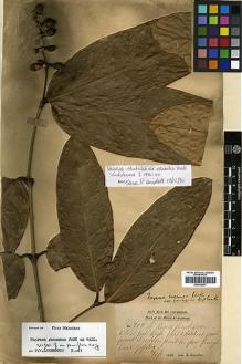 Type specimen at Edinburgh (E). Kunstler, Herman: 707. Barcode: E00438257.
