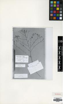 Type specimen at Edinburgh (E). Pinard, Chr.: . Barcode: E00438267.