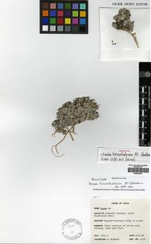Type specimen at Edinburgh (E). McBeath, Ronald: 2154. Barcode: E00438306.