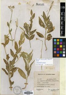 Type specimen at Edinburgh (E). Bhandari, Madan: 507. Barcode: E00438312.