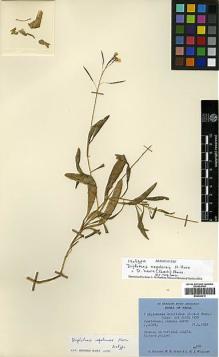Type specimen at Edinburgh (E). Polunin, Oleg; Sykes, William; Williams, Leonard: 800. Barcode: E00438316.