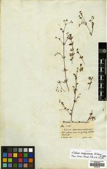 Type specimen at Edinburgh (E). Fendler, August: 289. Barcode: E00438318.
