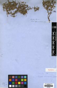 Type specimen at Edinburgh (E). Drummond, Thomas: 117. Barcode: E00438324.