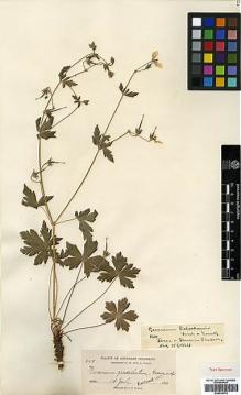 Type specimen at Edinburgh (E). Baker, Charles: 449. Barcode: E00438333.