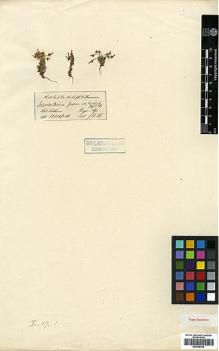 Type specimen at Edinburgh (E). Hooker, Joseph: . Barcode: E00438356.