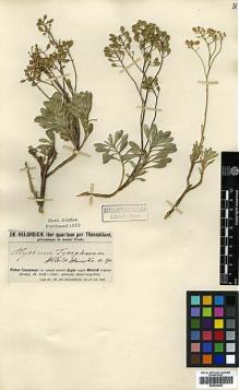 Type specimen at Edinburgh (E). Von Heldreich, Theodor: . Barcode: E00438358.