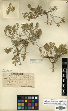 Type specimen at Edinburgh (E). Orphanides, Theodorus: 83. Barcode: E00438376.