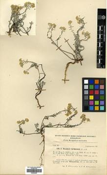 Type specimen at Edinburgh (E). Filarszky, Ferdinand; Kümmerle, Jenö: 191. Barcode: E00438384.