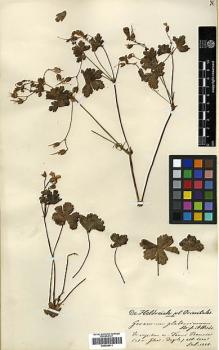 Type specimen at Edinburgh (E). Von Heldreich, Theodor: . Barcode: E00438411.
