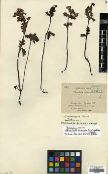 Type specimen at Edinburgh (E). Delavay, Pierre: 4751. Barcode: E00438414.