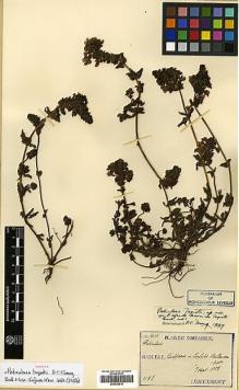 Type specimen at Edinburgh (E). Taquet, Emile: 1168. Barcode: E00438416.