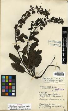 Type specimen at Edinburgh (E). Forrest, George: 13130. Barcode: E00438417.