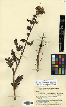 Type specimen at Edinburgh (E). Handel-Mazzetti, Heinrich: 4521. Barcode: E00438421.