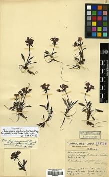 Type specimen at Edinburgh (E). Forrest, George: 18718. Barcode: E00438424.