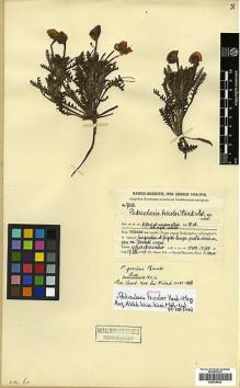 Type specimen at Edinburgh (E). Handel-Mazzetti, Heinrich: 752B. Barcode: E00438426.