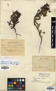 Type specimen at Edinburgh (E). Delavay, Pierre: 960. Barcode: E00438433.