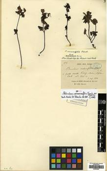 Type specimen at Edinburgh (E). Delavay, Pierre: 956. Barcode: E00438436.