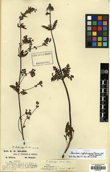 Type specimen at Edinburgh (E). Wilson, Ernest: 2119. Barcode: E00438438.