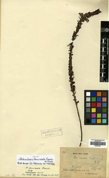 Type specimen at Edinburgh (E). Delavay, Pierre: 329. Barcode: E00438441.