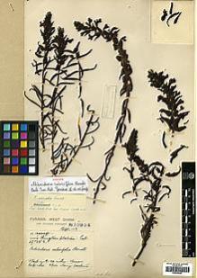 Type specimen at Edinburgh (E). Forrest, George: 10994. Barcode: E00438444.