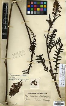 Type specimen at Edinburgh (E). Monbeig, Jean-Théodore: 72. Barcode: E00438446.