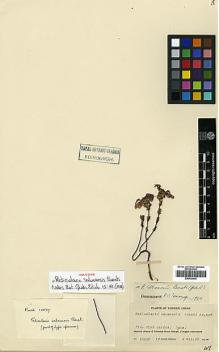 Type specimen at Edinburgh (E). Rock, Joseph: 10837. Barcode: E00438448.