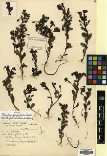 Type specimen at Edinburgh (E). Forrest, George: 6405A. Barcode: E00438452.