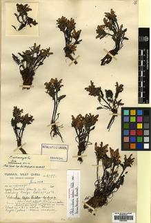 Type specimen at Edinburgh (E). Forrest, George: 6097. Barcode: E00438454.