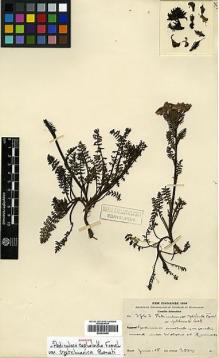 Type specimen at Edinburgh (E). Schneider, Camillo: 3763. Barcode: E00438455.
