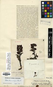 Type specimen at Edinburgh (E). Kingdon-Ward, Francis: 812A. Barcode: E00438461.