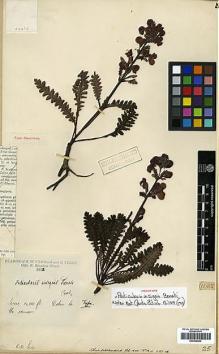 Type specimen at Edinburgh (E). Kingdon-Ward, Francis: 1105. Barcode: E00438462.