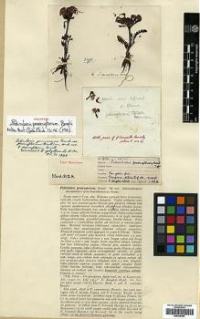 Type specimen at Edinburgh (E). Kingdon-Ward, Francis: 812A. Barcode: E00438468.