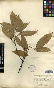 Type specimen at Edinburgh (E). Wallich, Nathaniel: . Barcode: E00438512.