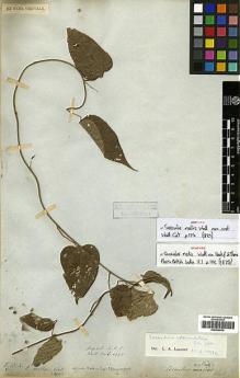Type specimen at Edinburgh (E). Wallich, Nathaniel: 4973. Barcode: E00438514.