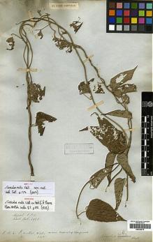 Type specimen at Edinburgh (E). Wallich, Nathaniel: 4973. Barcode: E00438515.