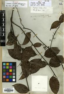 Type specimen at Edinburgh (E). Wallich, Nathaniel: 4960. Barcode: E00438516.