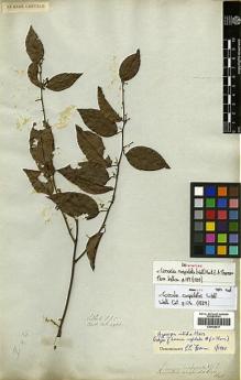 Type specimen at Edinburgh (E). Wallich, Nathaniel: 4960. Barcode: E00438517.