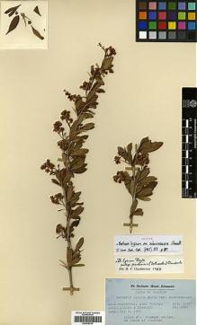Type specimen at Edinburgh (E). Ludlow, Frank; Sherriff, George: 8095. Barcode: E00438518.