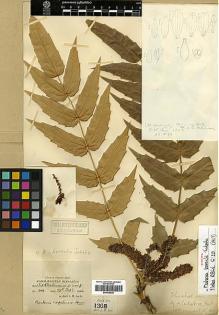 Type specimen at Edinburgh (E). Lace, John: 1308. Barcode: E00438528.