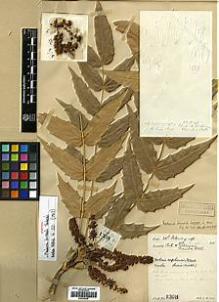 Type specimen at Edinburgh (E). Lace, John: 1308. Barcode: E00438529.