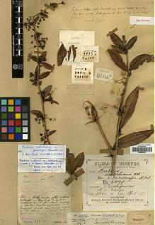 Type specimen at Edinburgh (E). Watt, George: 6449. Barcode: E00438532.