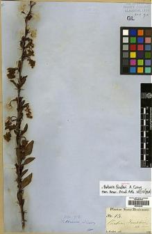 Type specimen at Edinburgh (E). Fendler, August: 15. Barcode: E00438536.