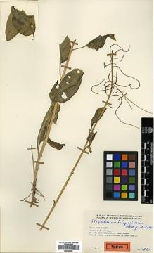 Type specimen at Edinburgh (E). Rechinger, Karl; Rechinger, Frida; Aellen, Paul: 4521. Barcode: E00438537.