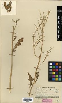 Type specimen at Edinburgh (E). Rechinger, Karl: 1176. Barcode: E00438538.