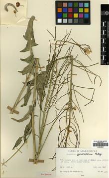 Type specimen at Edinburgh (E). Hedge, Ian; Wendelbo, Per; Foroughi, H.: 4213. Barcode: E00438539.