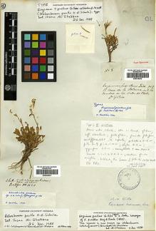 Type specimen at Edinburgh (E). Gillies, John: 8. Barcode: E00438542.