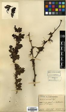 Type specimen at Edinburgh (E). Faurie, Urbain: 1674. Barcode: E00438553.