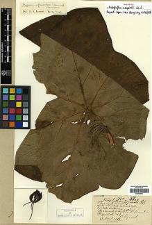 Type specimen at Edinburgh (E). Esquirol, Joseph: 2800. Barcode: E00438554.