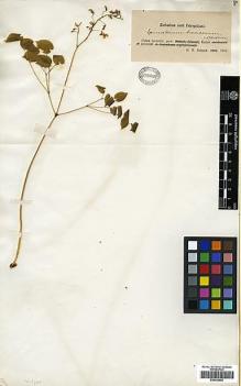 Type specimen at Edinburgh (E). Potanin, Grigorij: . Barcode: E00438556.