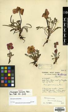 Type specimen at Edinburgh (E). Forrest, George: 12706. Barcode: E00438561.